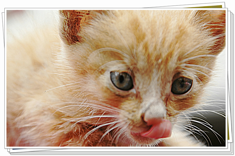 猫咪004.jpg