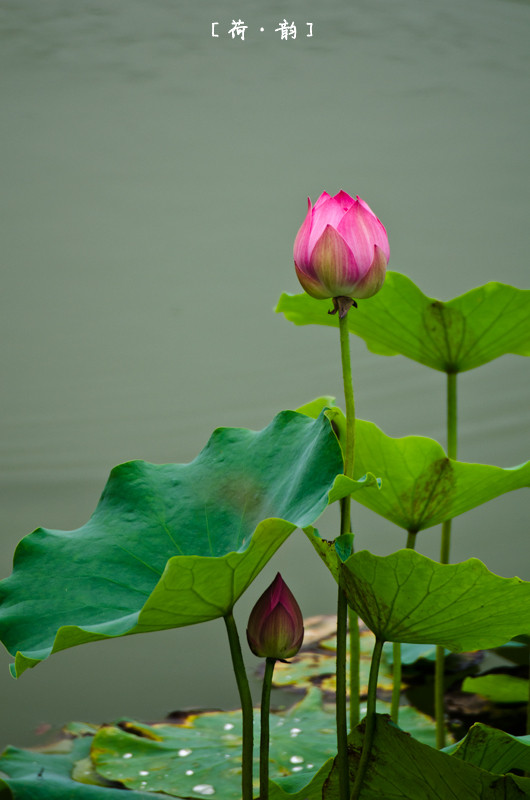 DSC_0203.jpg