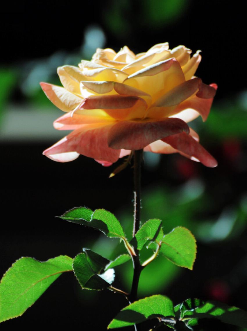 DSC_7228.JPG