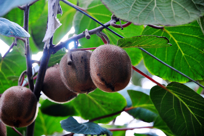 DSC_4312.JPG