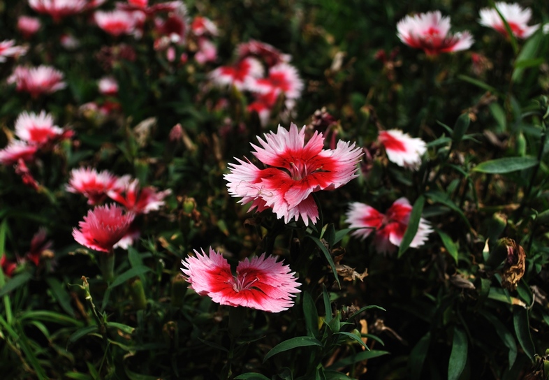 花.JPG