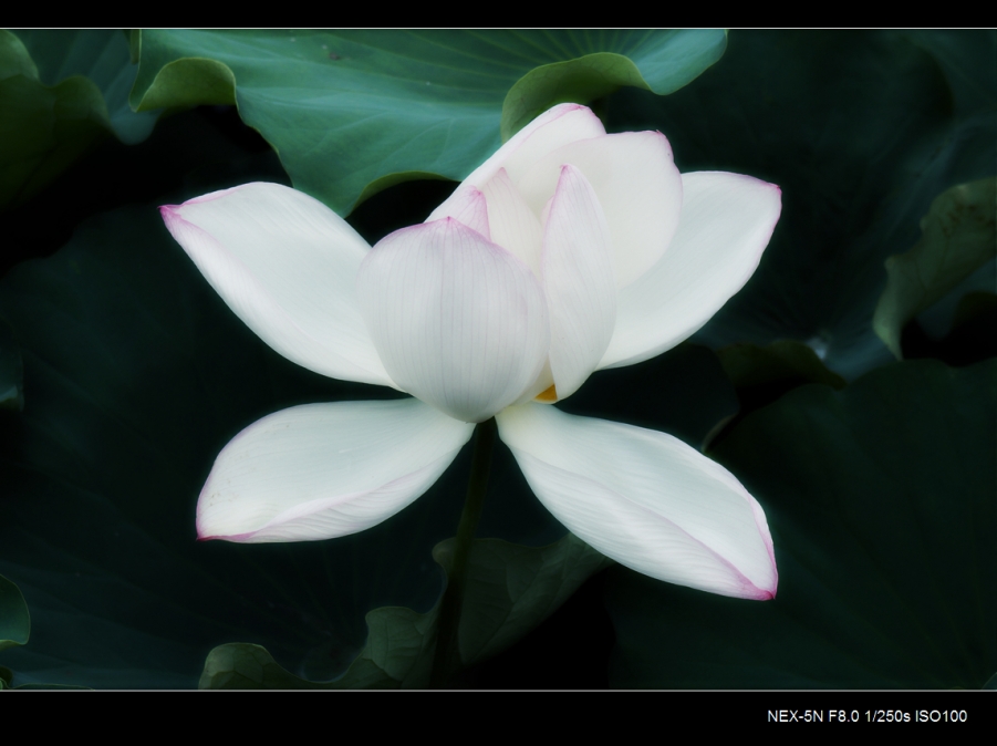 DSC05910.jpg