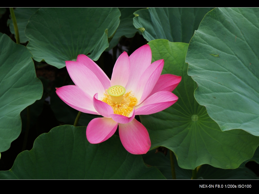 DSC05974.jpg