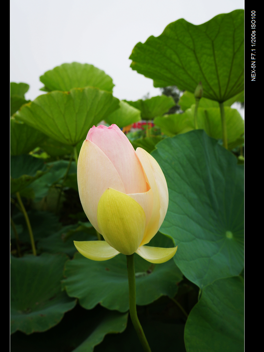 DSC05904.jpg