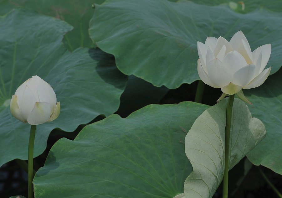 DSC_6536_副本 - 副本.jpg