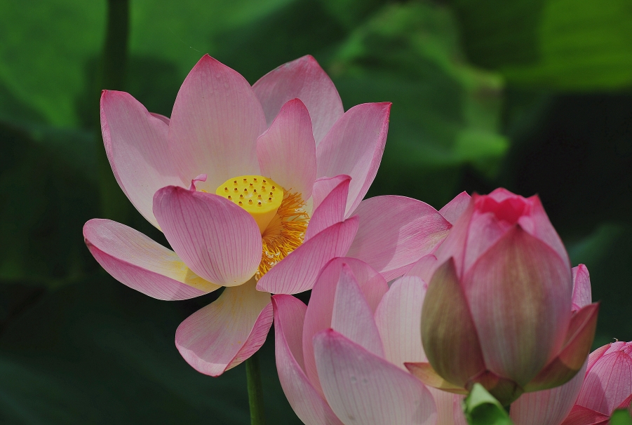 DSC_6585_副本.jpg