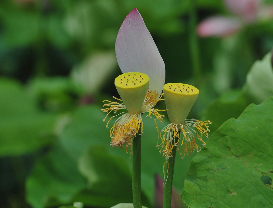 DSC_6587_副本.jpg
