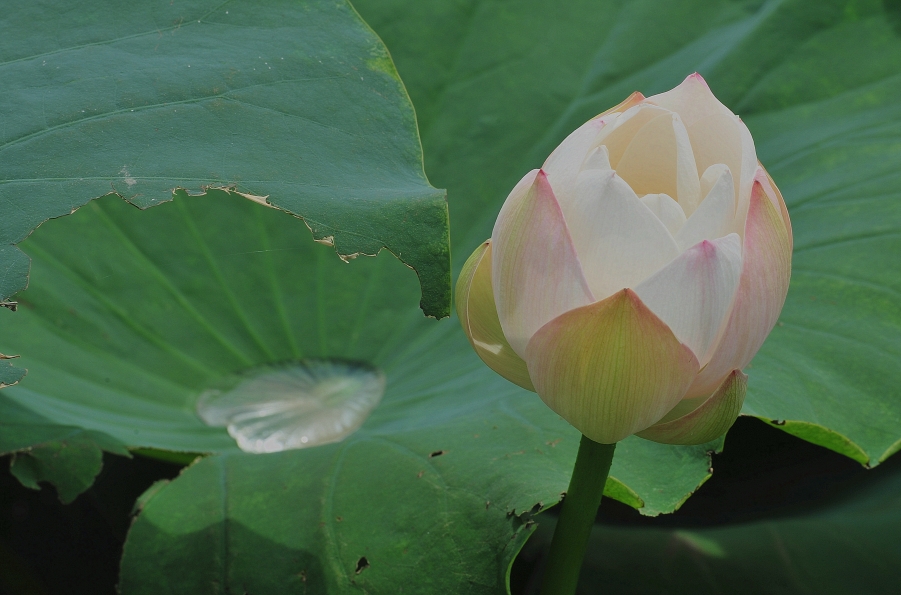 DSC_6695_副本.jpg