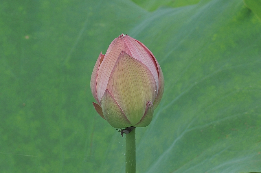 DSC_6562_副本.jpg