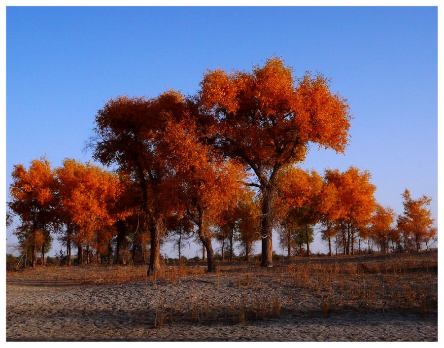 P1010360-.jpg