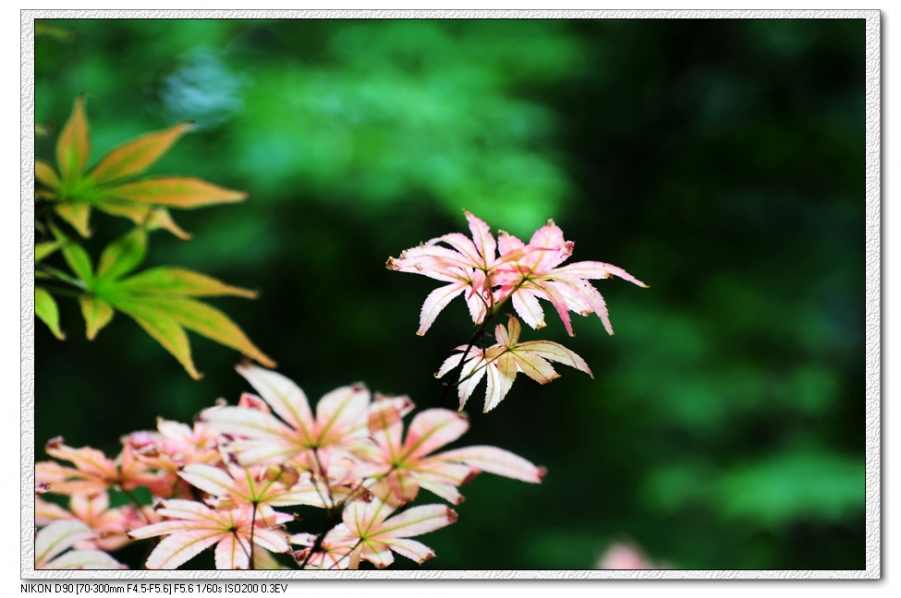 DSC_6277.JPG