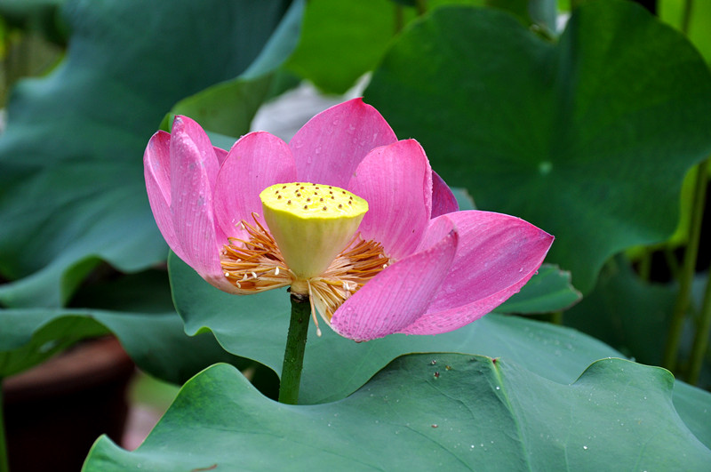 DSC_0207_副本.jpg