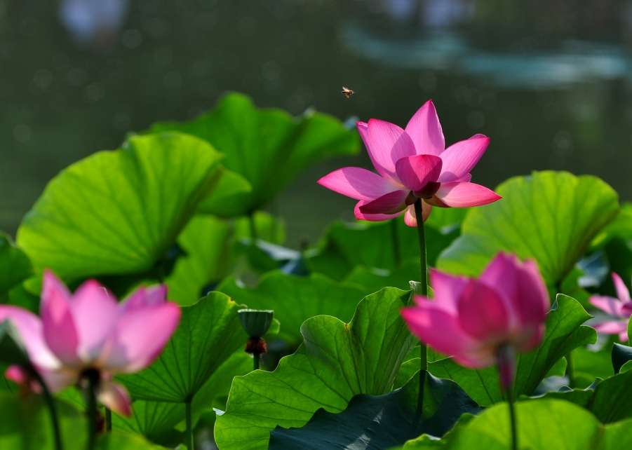 DSC_0213.JPG