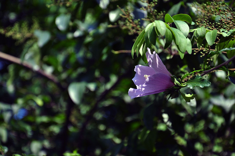 DSC_2652_副本.jpg