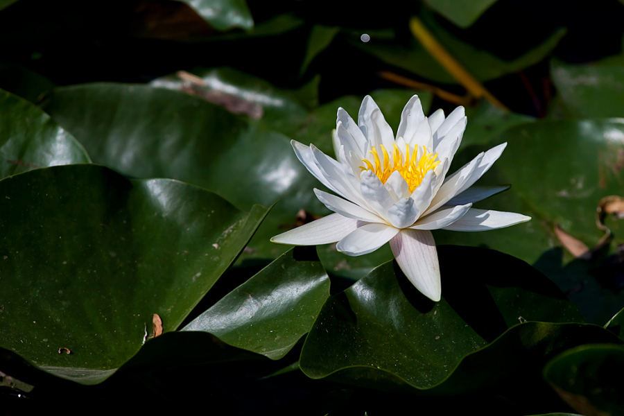 DPP_0005.JPG