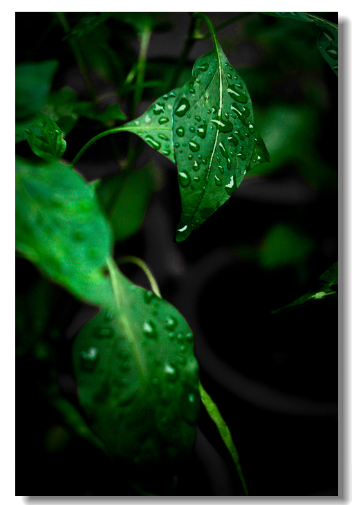 _MG_5014.jpg