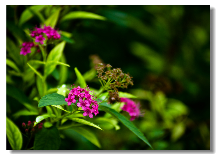 _MG_5151.jpg