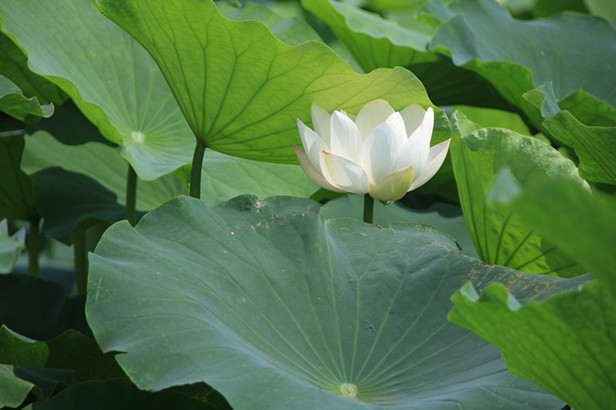 花 001_副本.jpg