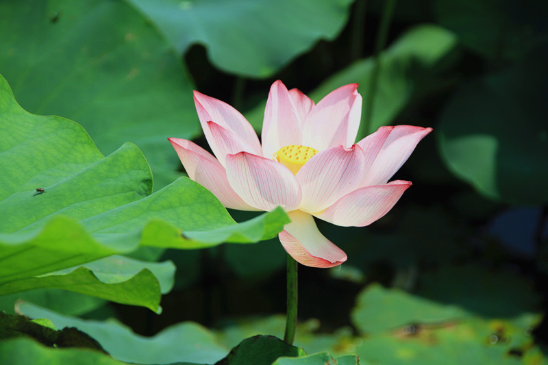 花 019_副本.jpg