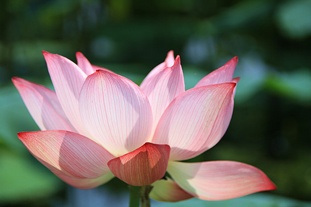 花 020_副本.jpg