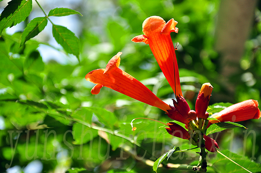 DSC_1755.JPG