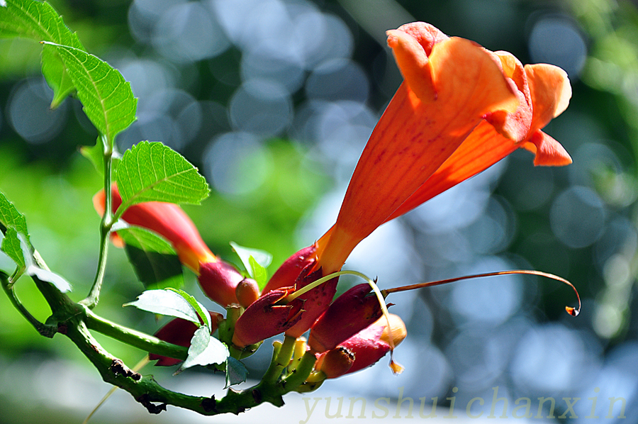 DSC_1761.JPG