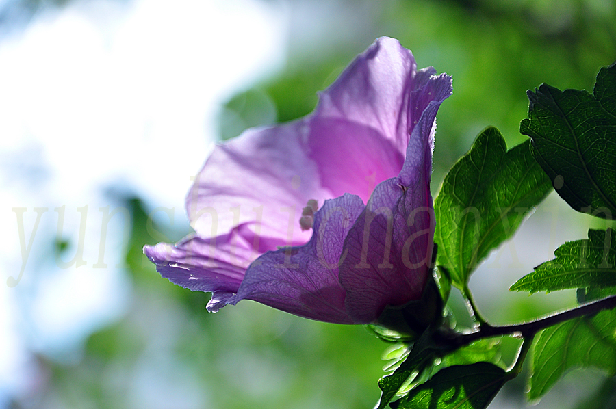 DSC_1763.JPG