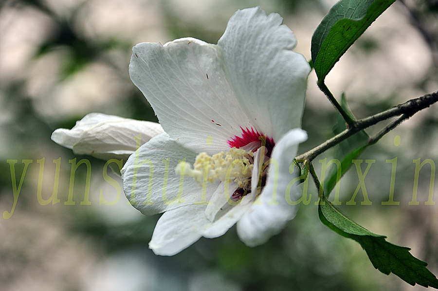 DSC_1778.JPG