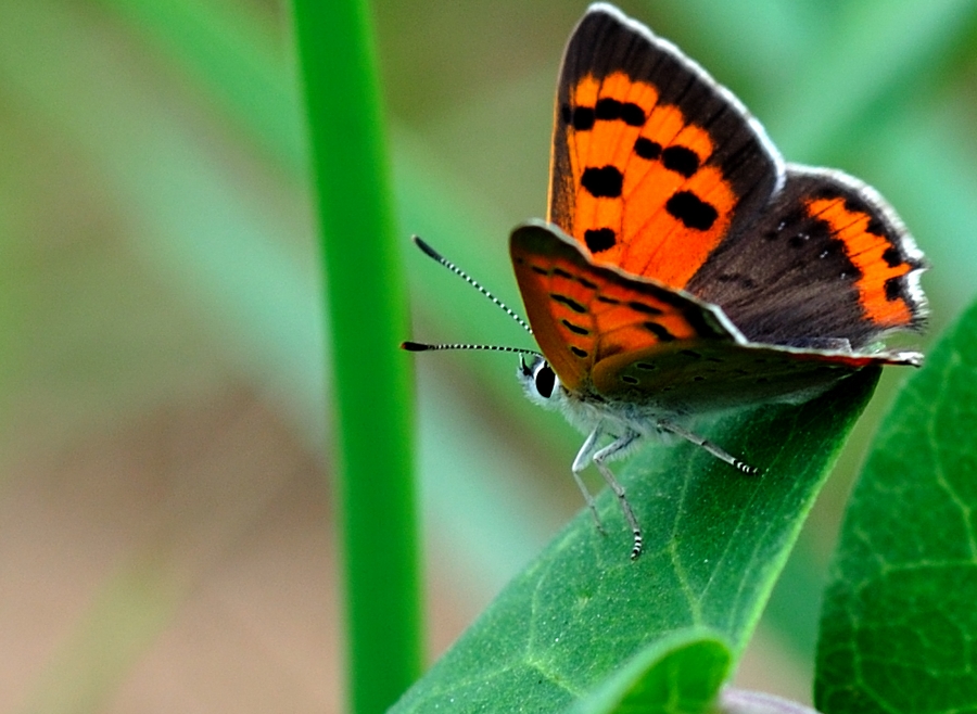 DSC_0442.jpg