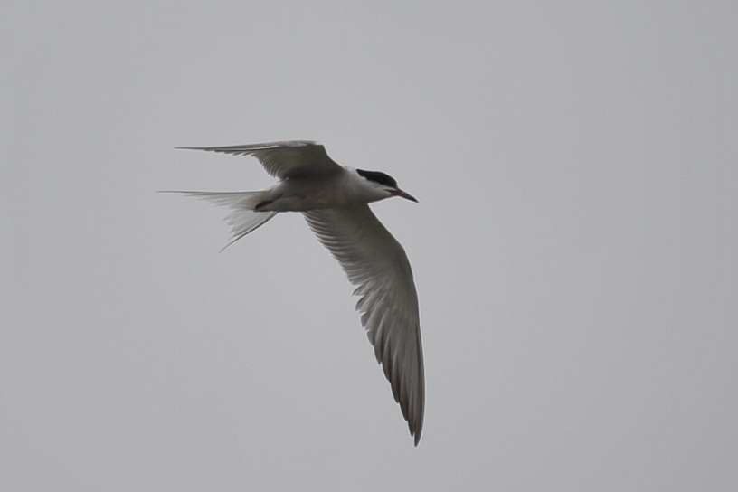 DSC_9947.JPG
