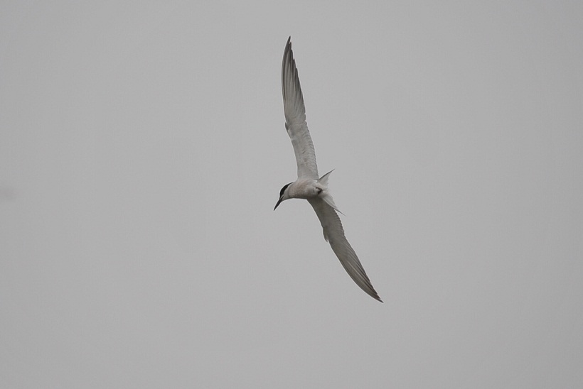 DSC_9962.JPG
