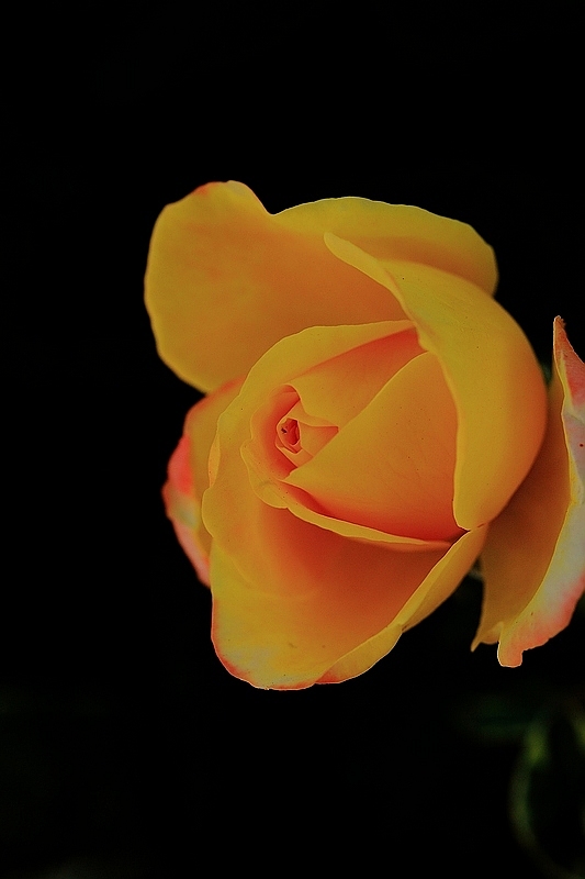 IMG_7268DPP_.jpg