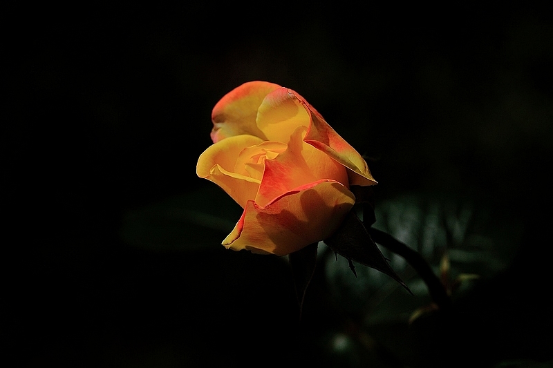 IMG_7312DPP_.jpg