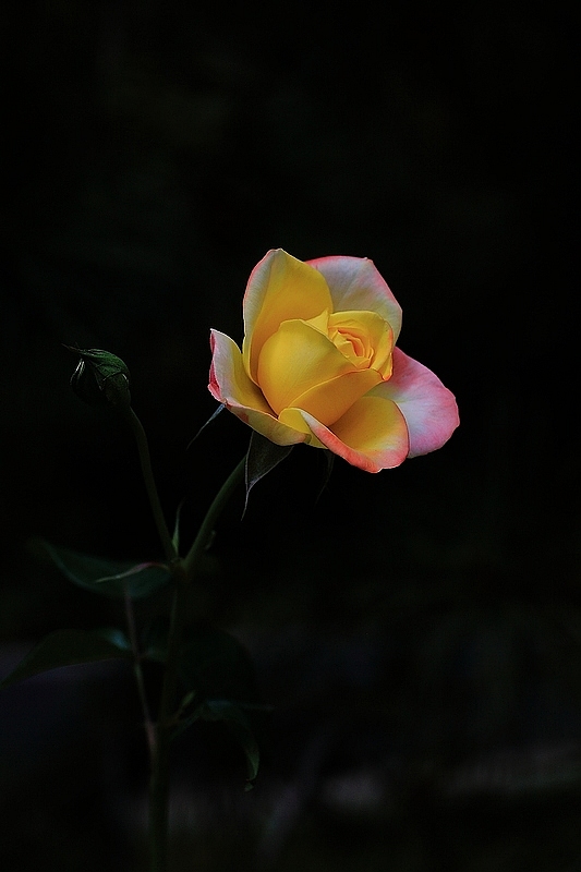 IMG_7332DPP_.jpg