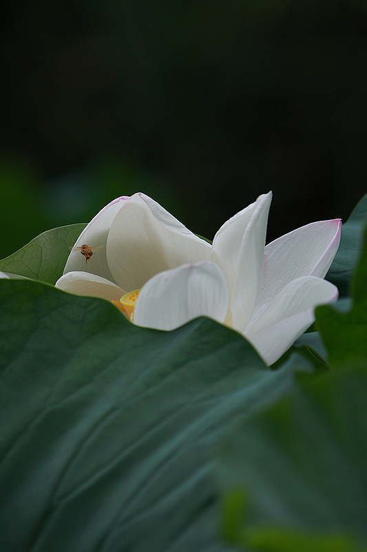 IMG_9953DPP_.jpg