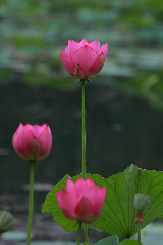 IMG_9980DPP_.jpg