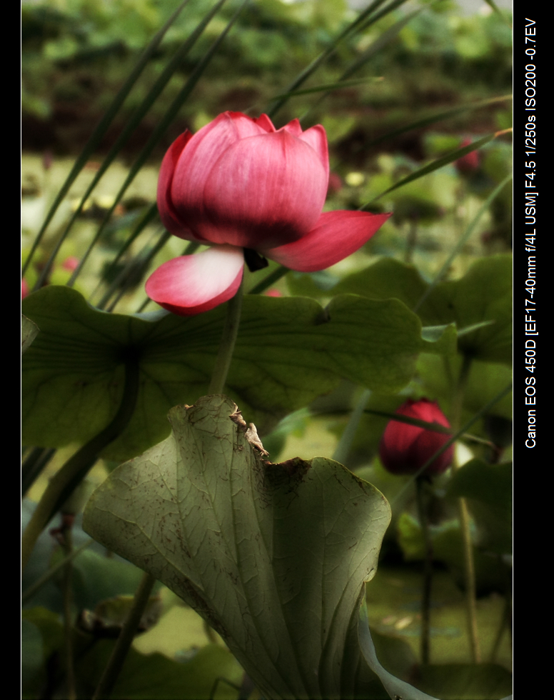 IMG_9472a.jpg