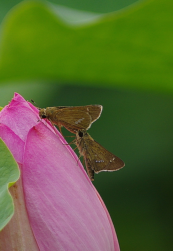 IMGP9403g3g_调整大小.jpg