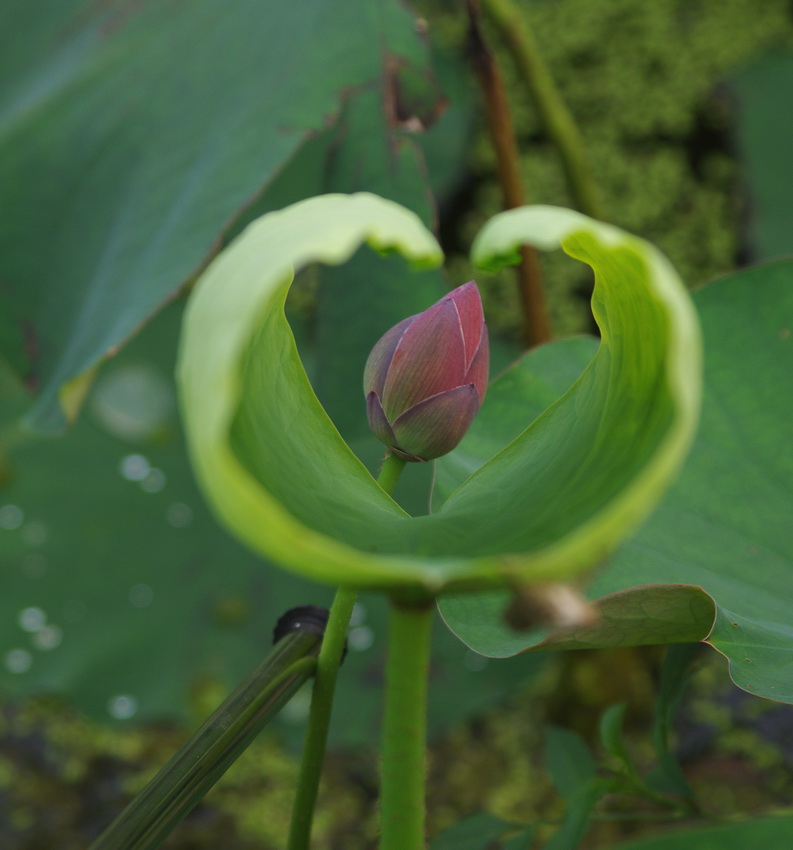 IMGP9450g2_调整大小.jpg