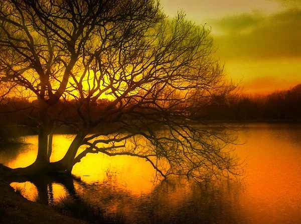 Nature . Tree . Sunset . Landscape (L\'Arbre d\'Eudes)  By Tiquetonne.JPG
