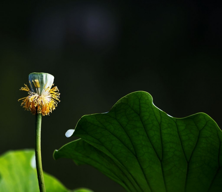 _MG_2534.jpg