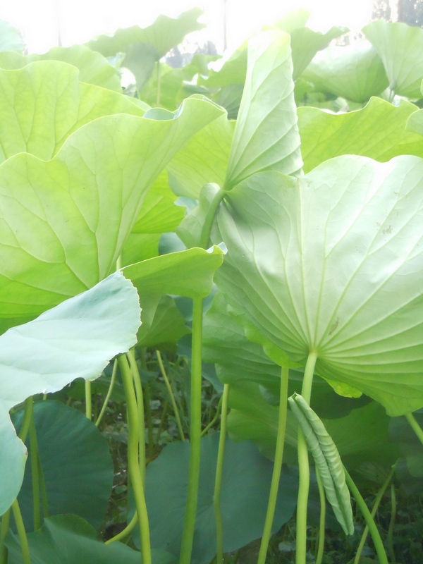 照片 074.jpg