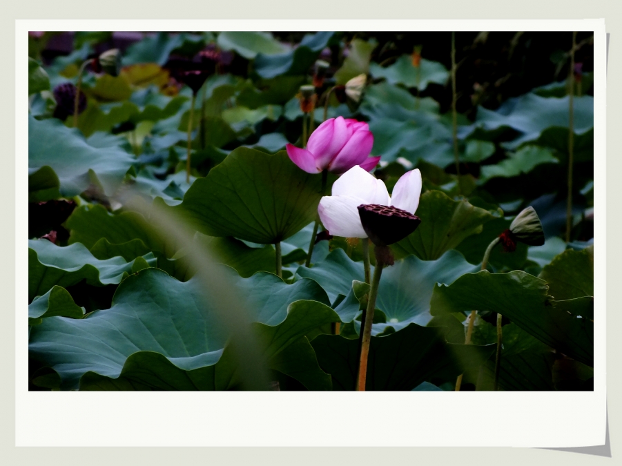 DSCF9251.JPG