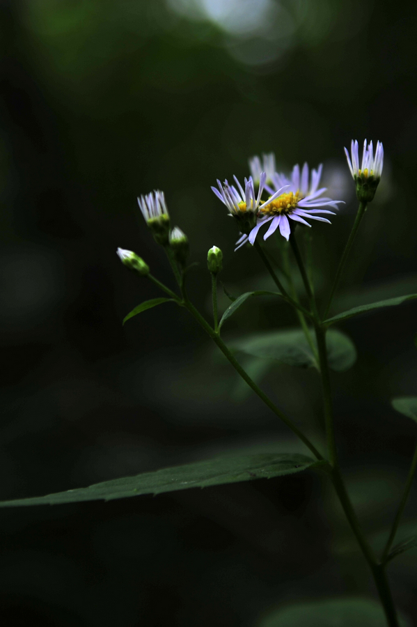 c_LB15777.jpg