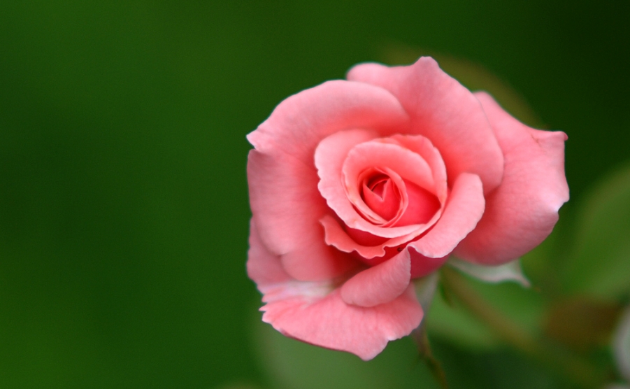 DSC_9594.JPG