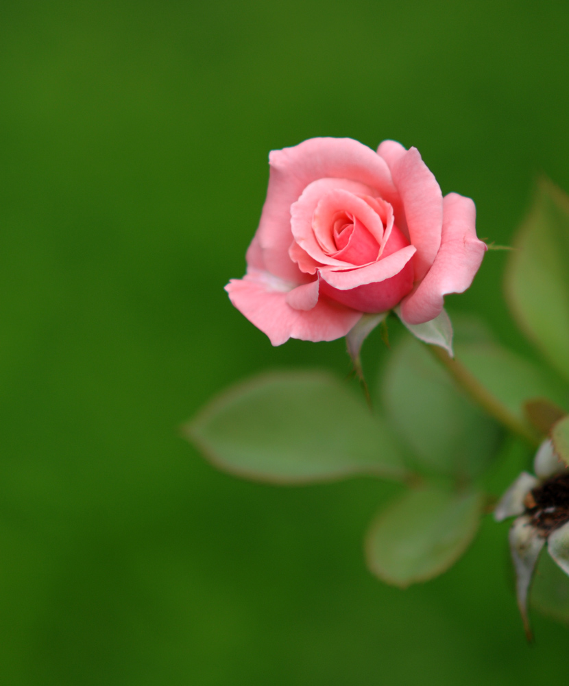 DSC_9593.JPG
