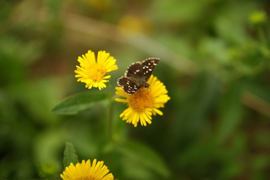 DSC04366.jpg