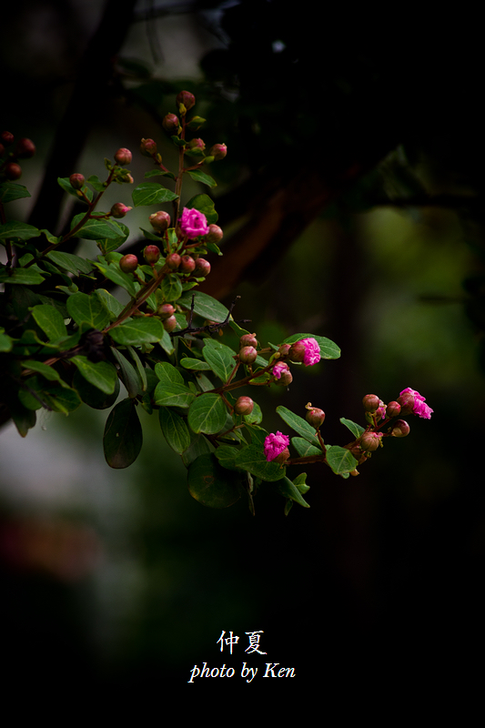 _MG_8260.jpg