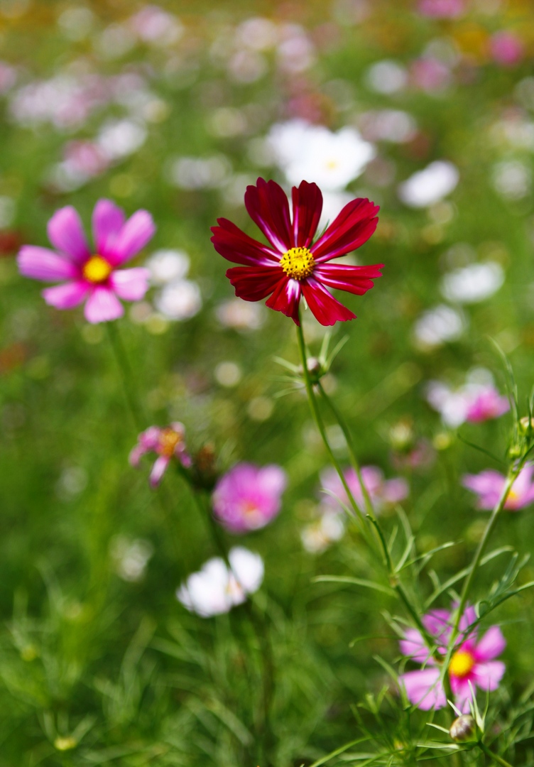 _MG_9372.JPG