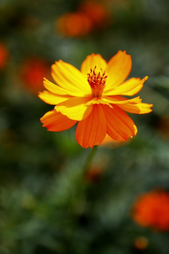 _MG_9403.JPG